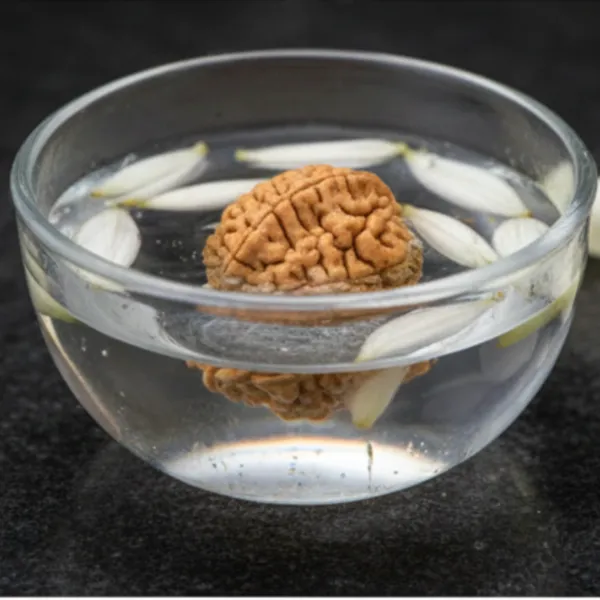 Natural_2_Mukhi_Rudraksha